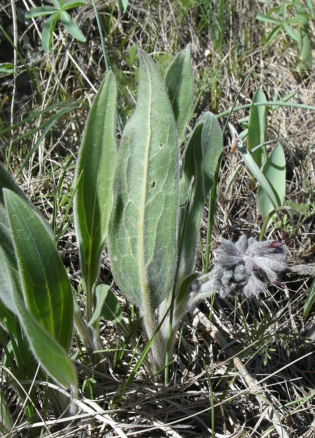 Изображение особи Rindera oblongifolia.