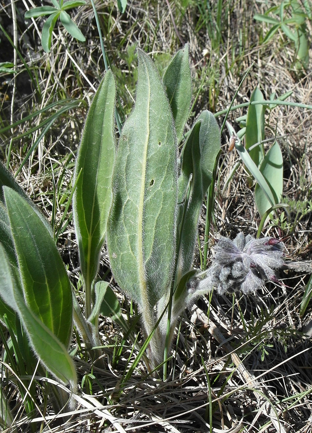 Image of Rindera oblongifolia specimen.