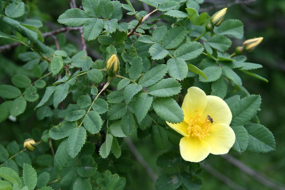 Изображение особи Rosa platyacantha.