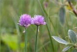 Allium schoenoprasum. Верхушки побегов с соцветиями. Мурманская обл., окр. пос. Дальние Зеленцы, олуговелая вороничная тундра. 03.08.2022.