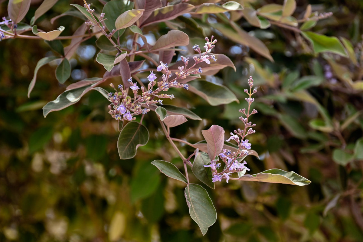 Image of Vitex trifolia var. purpurea specimen.