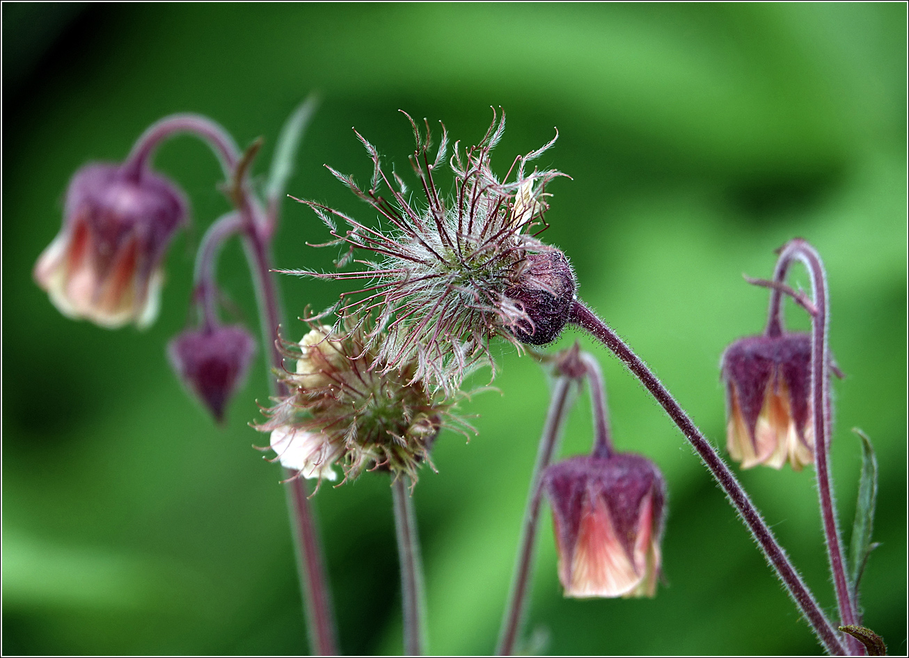 Image of Geum rivale specimen.