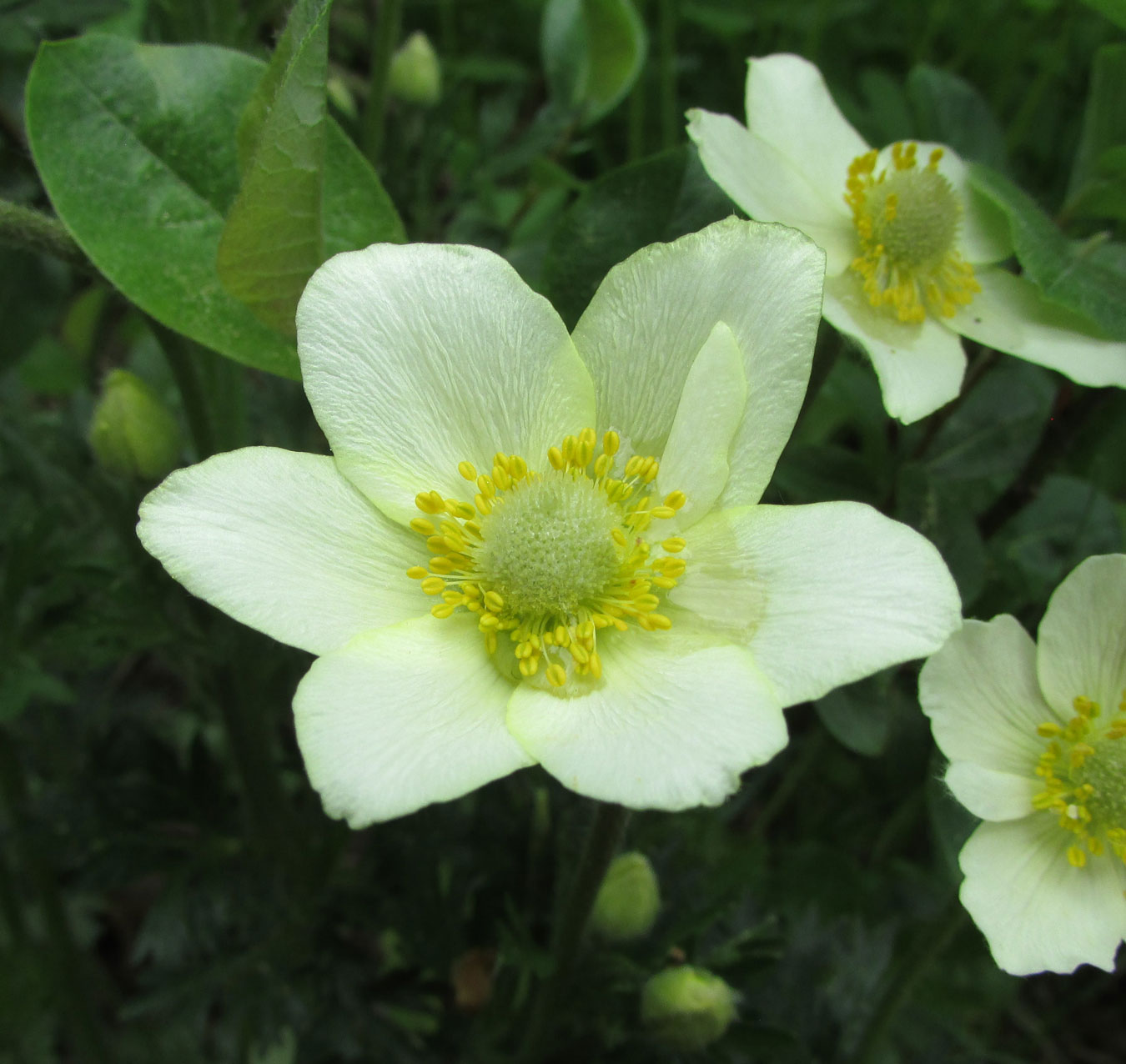 Image of Anemone multifida specimen.