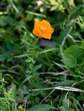 Trollius asiaticus. Верхушка цветущего растения. Красноярский край, Таймырский Долгано-Ненецкий р-н, плато Путорана, устье р. Кутарамакан, опушка смешанного леса. 26.07.2023.