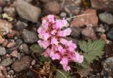 Scrophularia minima