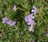 genus Geranium