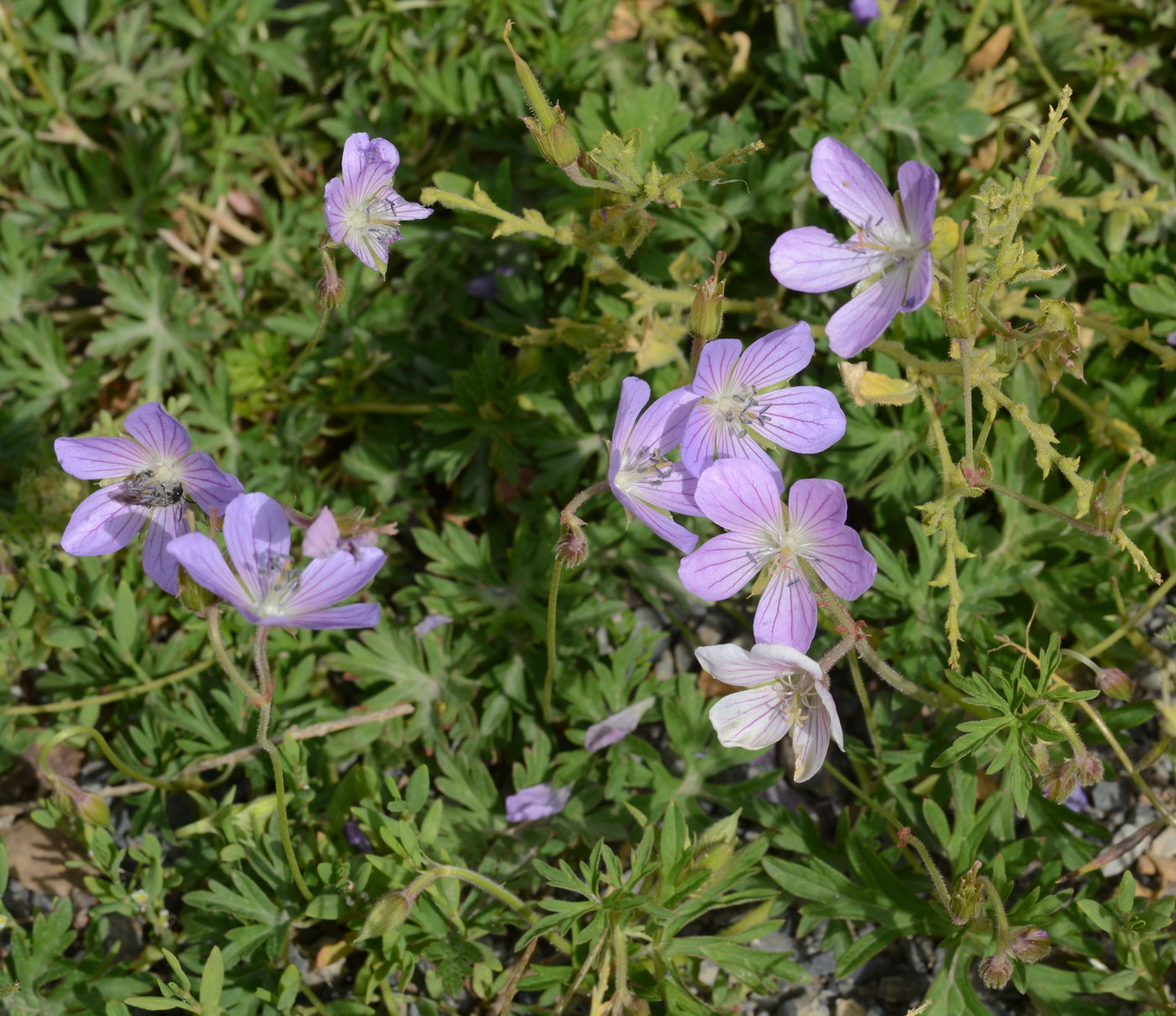 Изображение особи род Geranium.