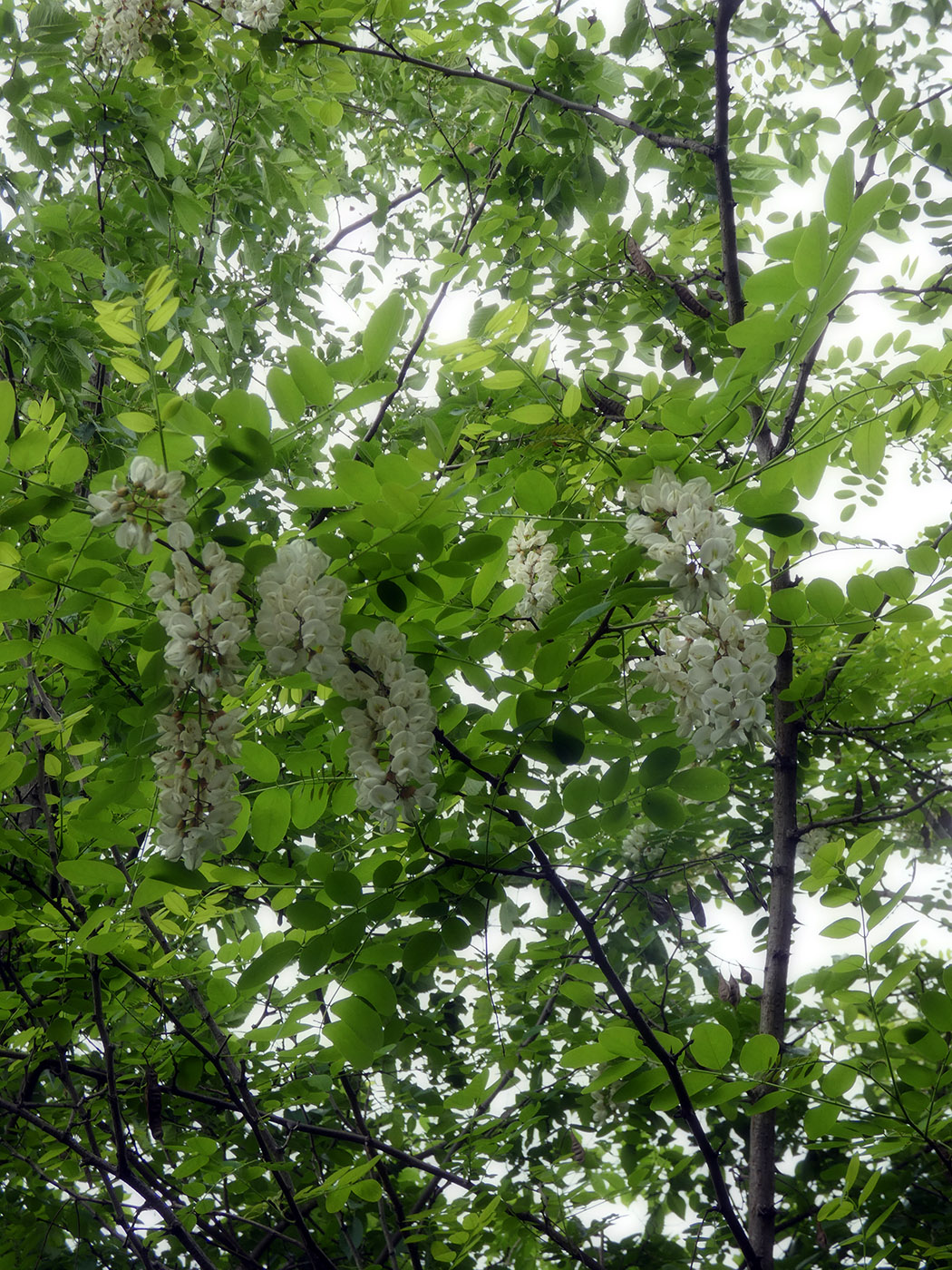 Изображение особи Robinia pseudoacacia.