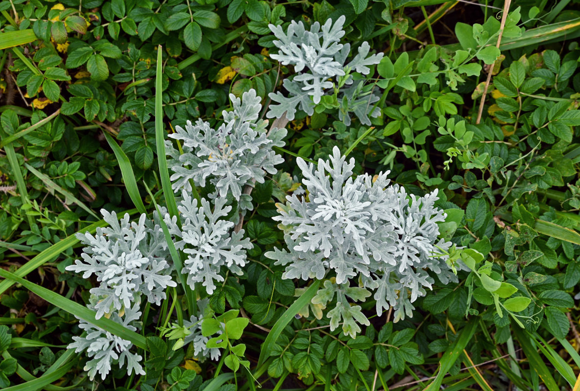 Изображение особи Artemisia stelleriana.