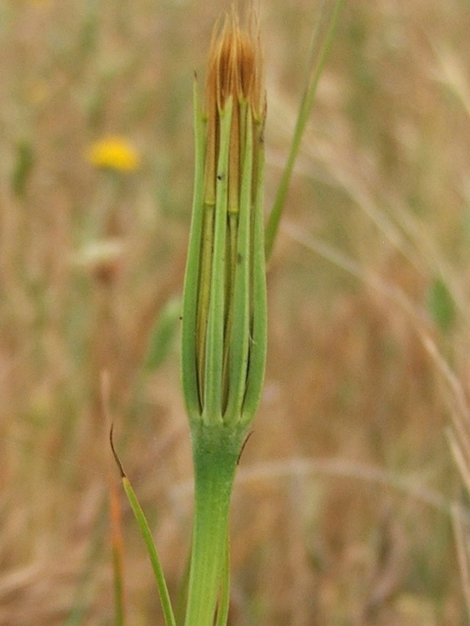 Изображение особи Geropogon hybridus.