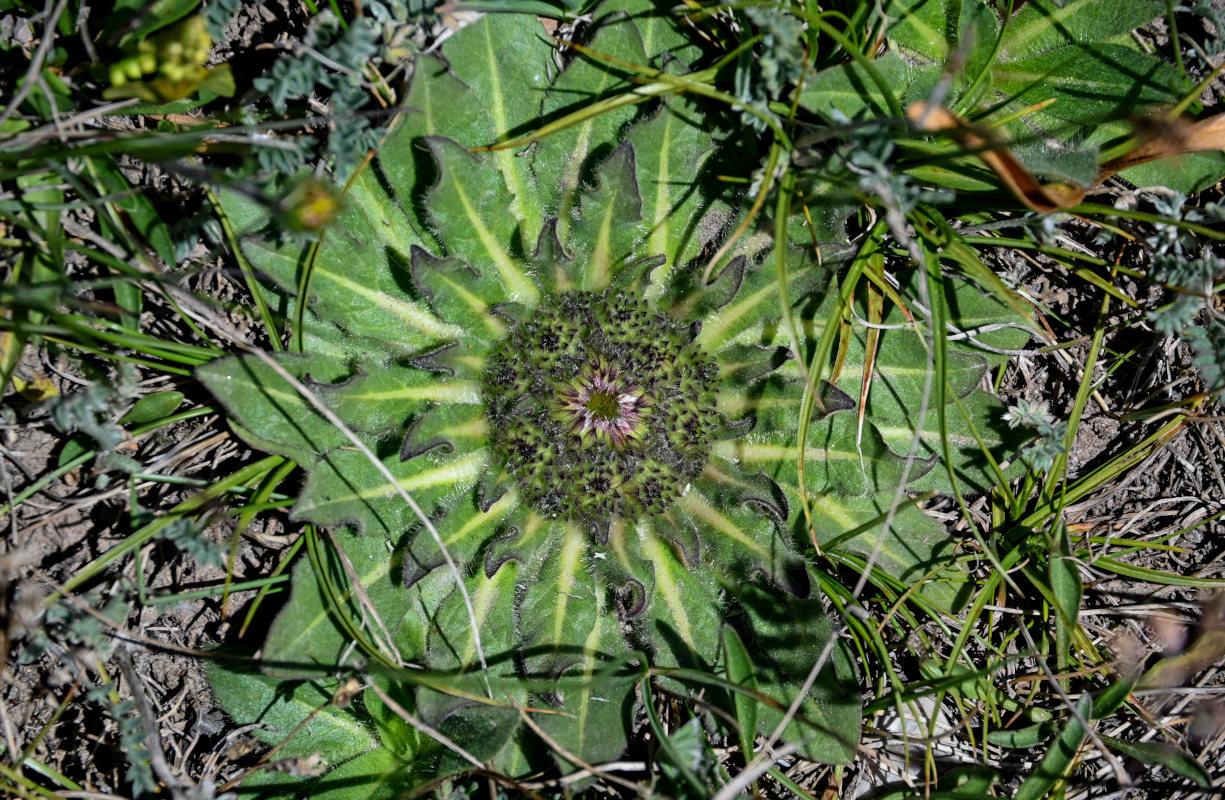 Image of Inula rhizocephala specimen.