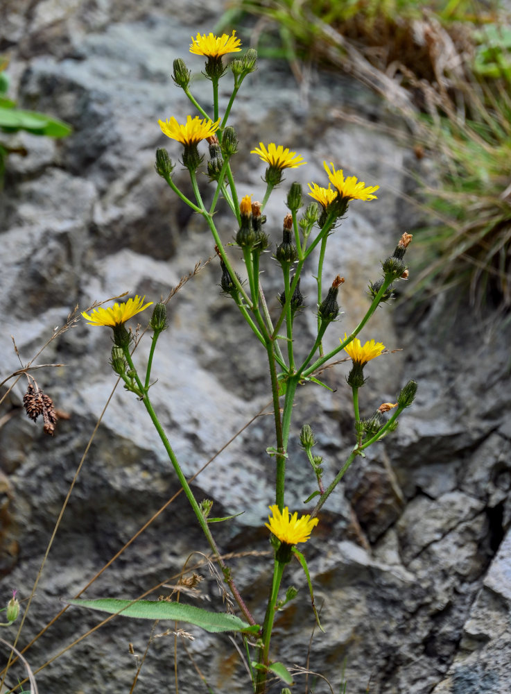 Изображение особи Picris japonica.