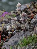 Silene paucifolia. Цветущее растение. Красноярский край, Таймырский Долгано-Ненецкий р-н, плато Путорана, водопад Китабо-Орон, поросший лишайниками каменистый берег реки. 26.07.2023.