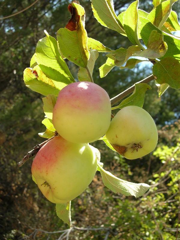 Image of Malus sieversii specimen.