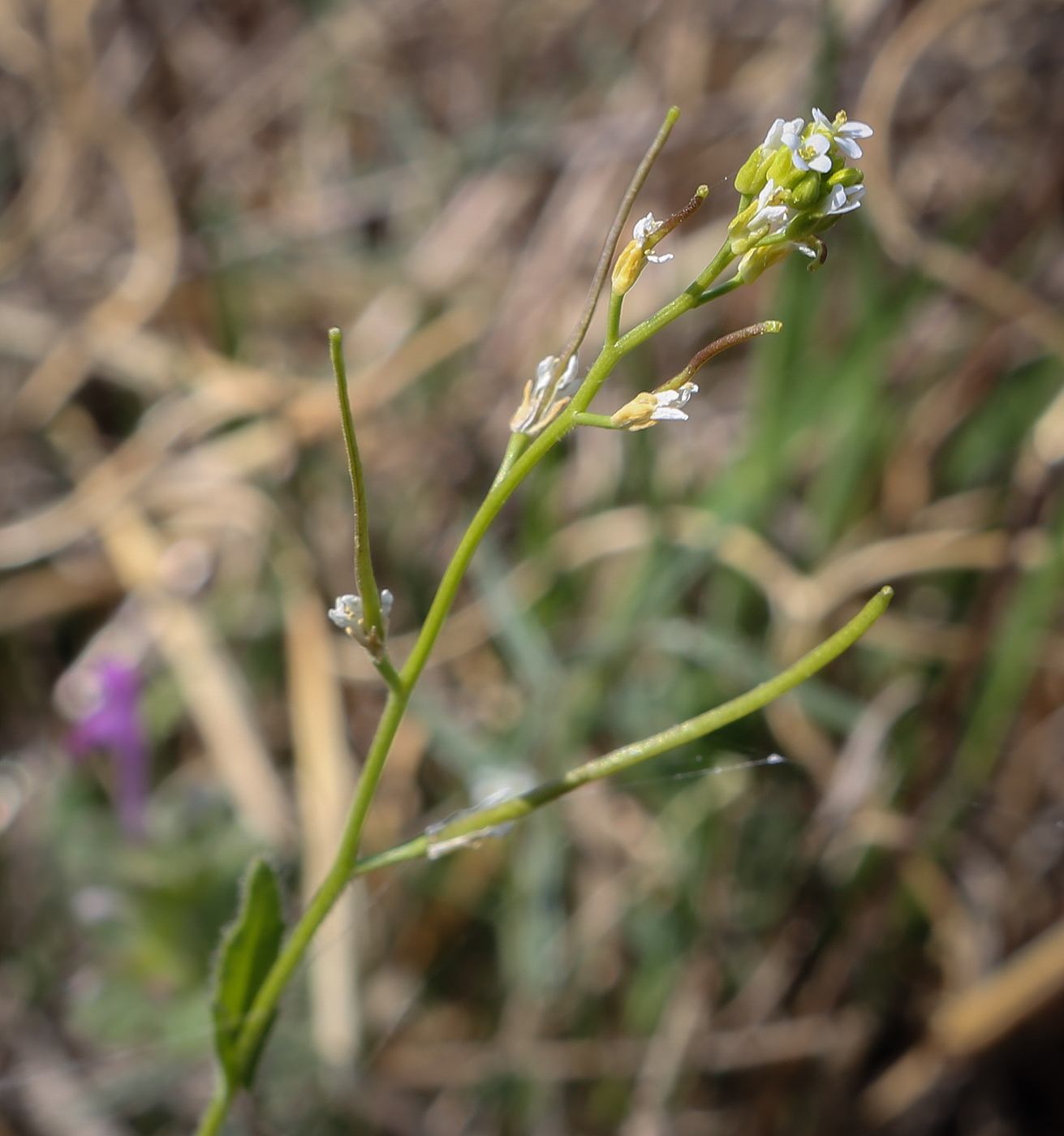 Image of Arabis auriculata specimen.