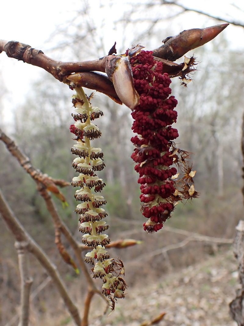 Изображение особи Populus suaveolens.