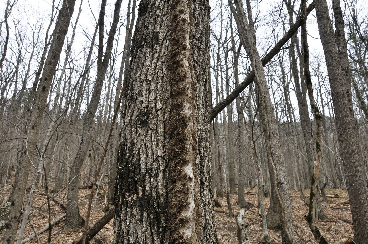 Image of Hedera helix specimen.