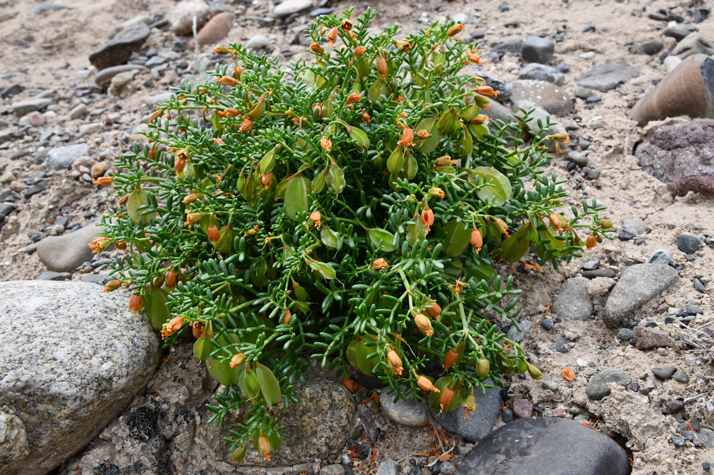 Изображение особи Zygophyllum kegense.