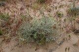 Astragalus sogotensis