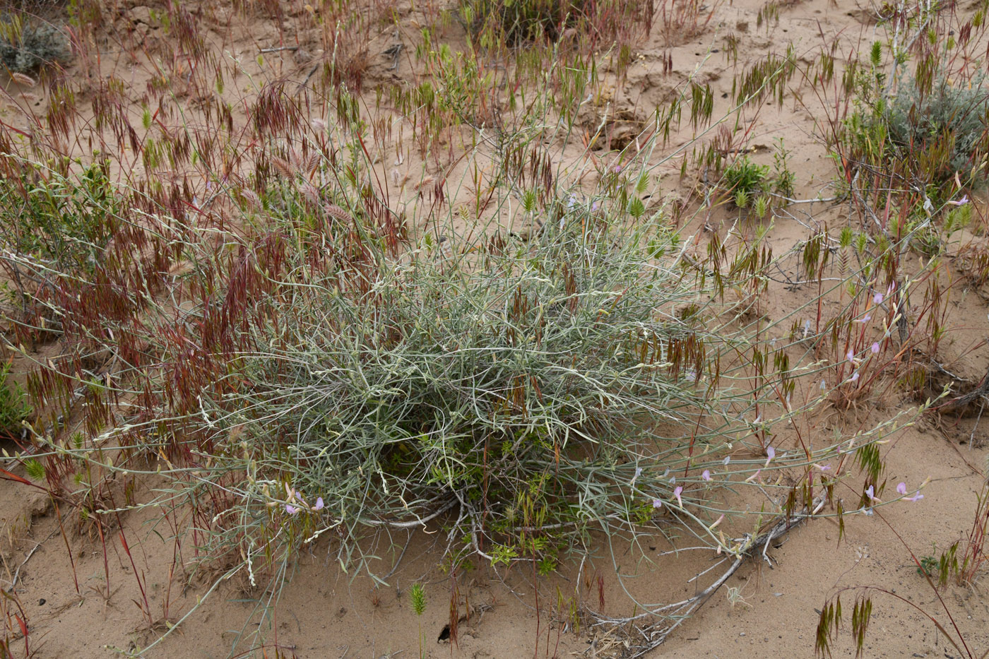 Изображение особи Astragalus sogotensis.