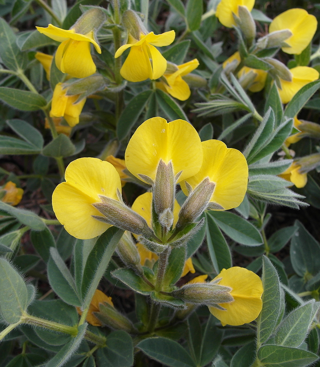 Image of Thermopsis alpina specimen.