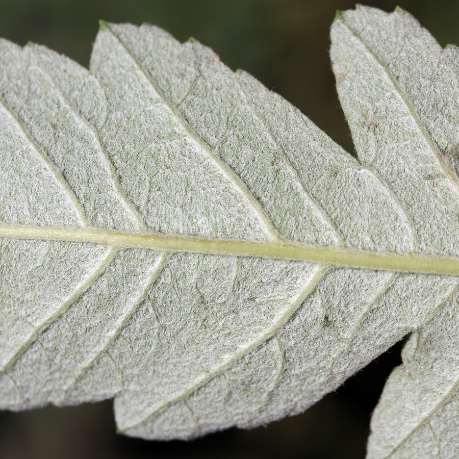 Image of Sorbus × thuringiaca specimen.