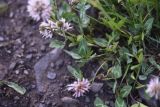 genus Trifolium. Листья. Чечня, Шаройский р-н, окр. с. Чайры, выс. ок. 1550 м н.у.м. 24 июня 2024 г.