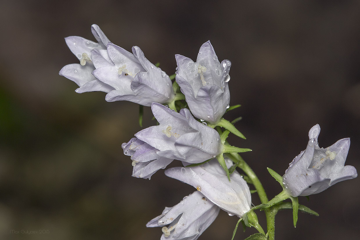 Image of genus Campanula specimen.