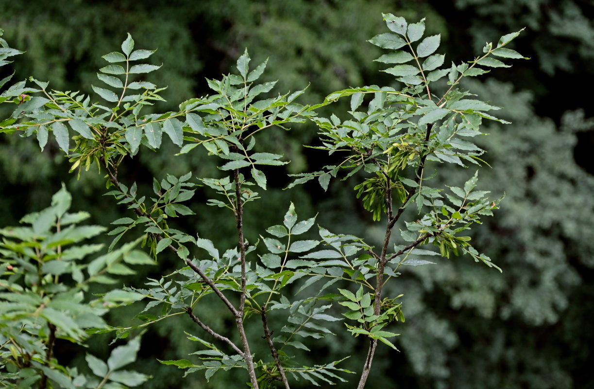 Изображение особи род Fraxinus.