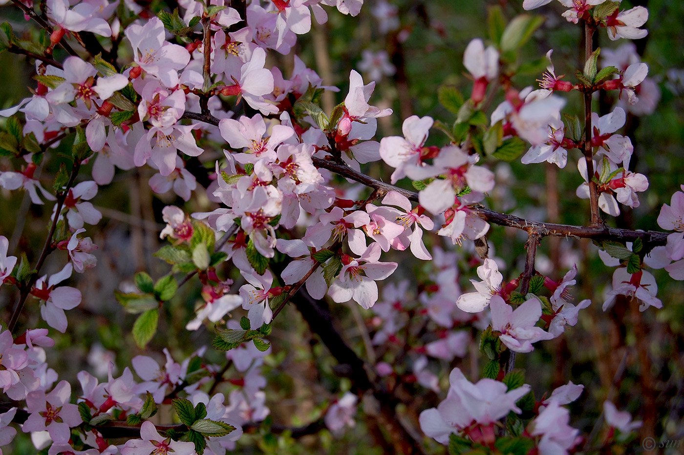 Изображение особи Cerasus tomentosa.