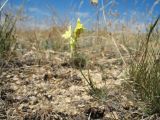 Linaria altaica. Цветущее растение. Казахстан, Восточно-Казахстанская обл., Уланский р-н, Калбинское нагорье, массив Айыртау, степь на гранитной крошке. 29 июня 2024 г.