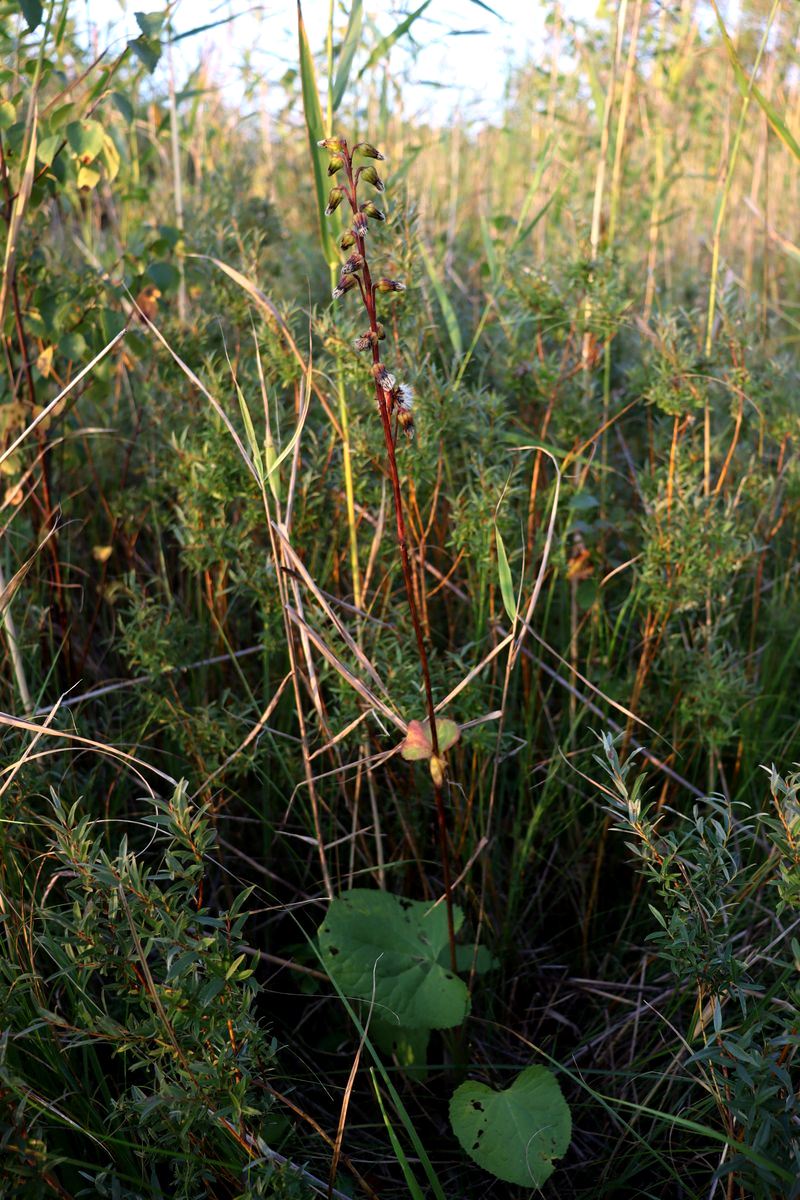 Image of Ligularia lydiae specimen.