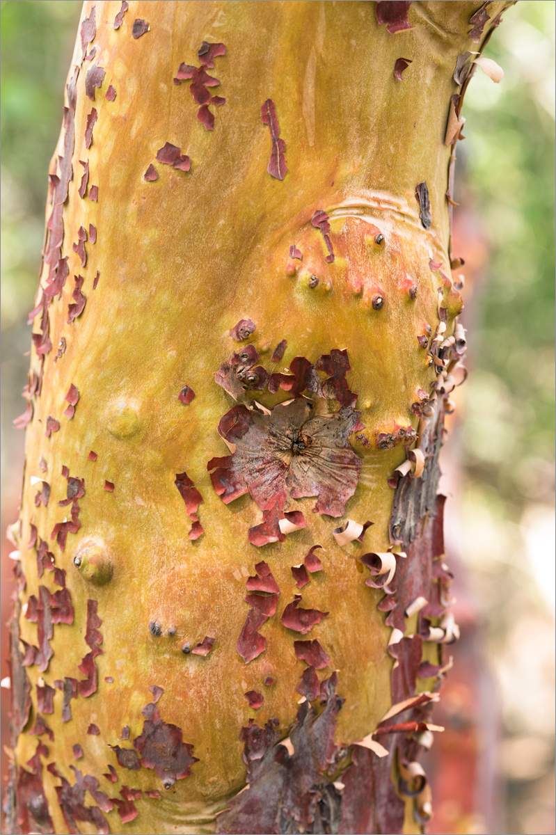 Изображение особи Arbutus andrachne.