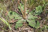 Taraxacum serotinum. Розетка листьев, основания генеративных побегов и формирующееся соцветие-корзинка. Ульяновская обл., Мелекесский р-н, окр. с. Вишенка, остепнённый правый береговой склон р. Бирля. 29.07.2023.