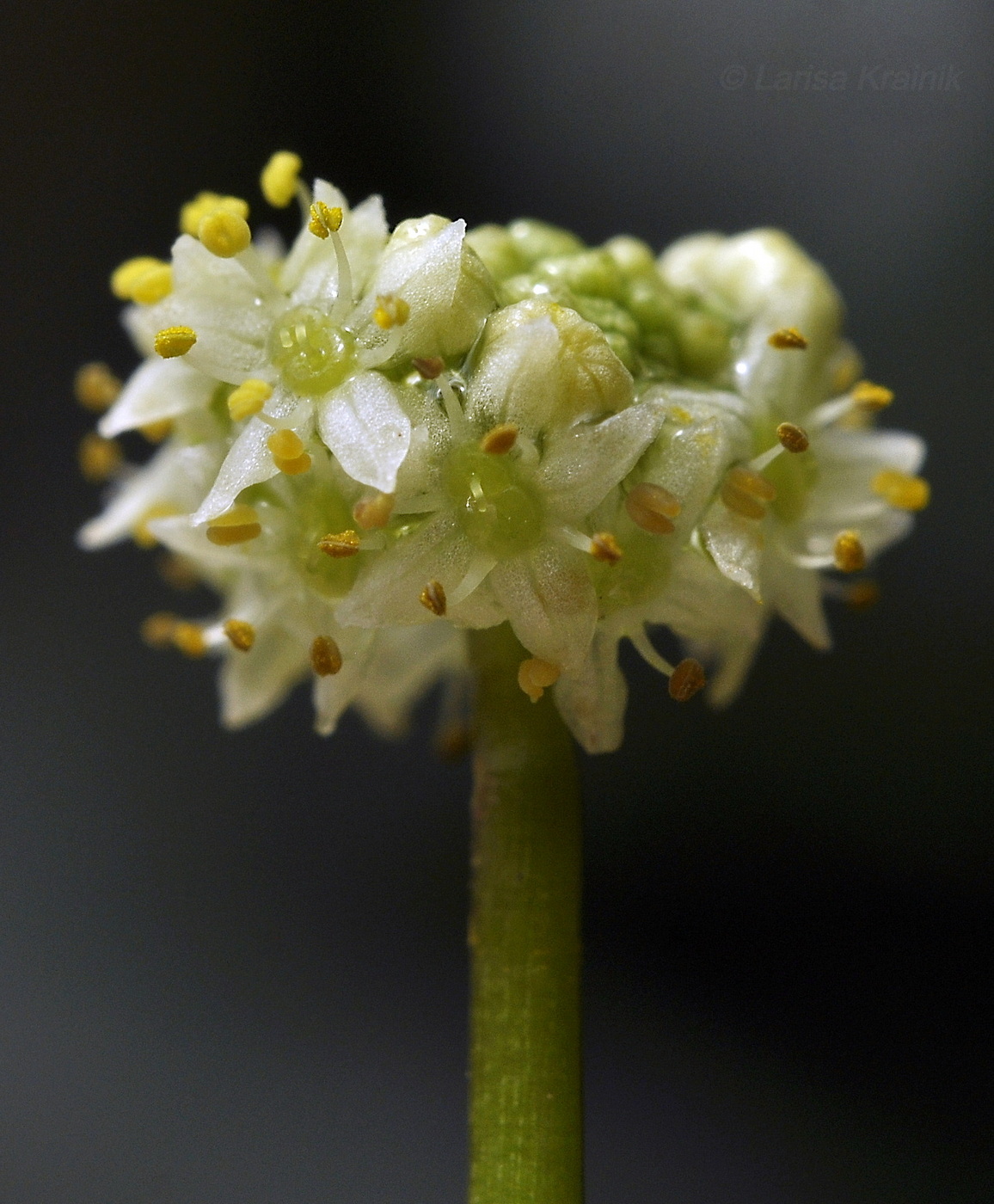 Изображение особи род Hydrocotyle.