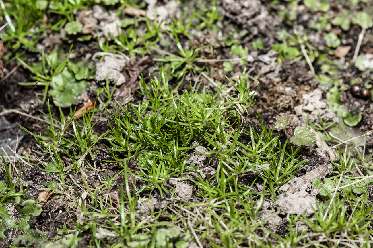 Image of Sagina procumbens specimen.