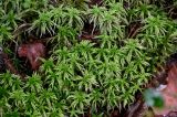 genus Sphagnum. Верхушки вегетирующих растений. Вологодская обл., Сокольский р-н, Оларевская гряда, заболоченный участок смешанного леса. 13.07.2024.