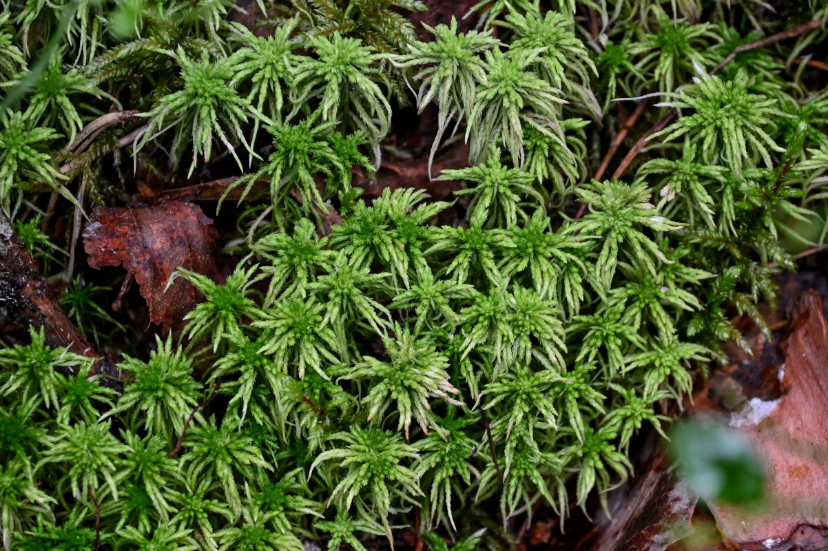 Image of genus Sphagnum specimen.