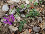 Astragalus onobrychis. Веточка с соцветиями. Крым, городской округ Алушта, окр. Ангарского перевала, поляна в буковом лесу. 27.05.2024.