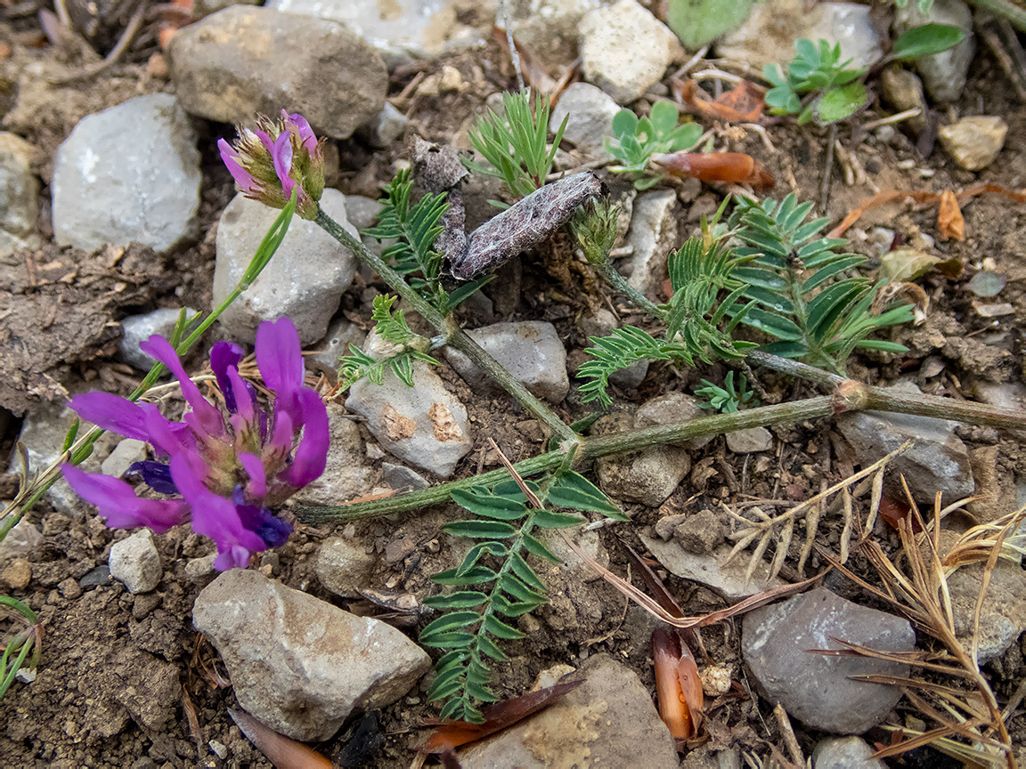 Изображение особи Astragalus onobrychis.