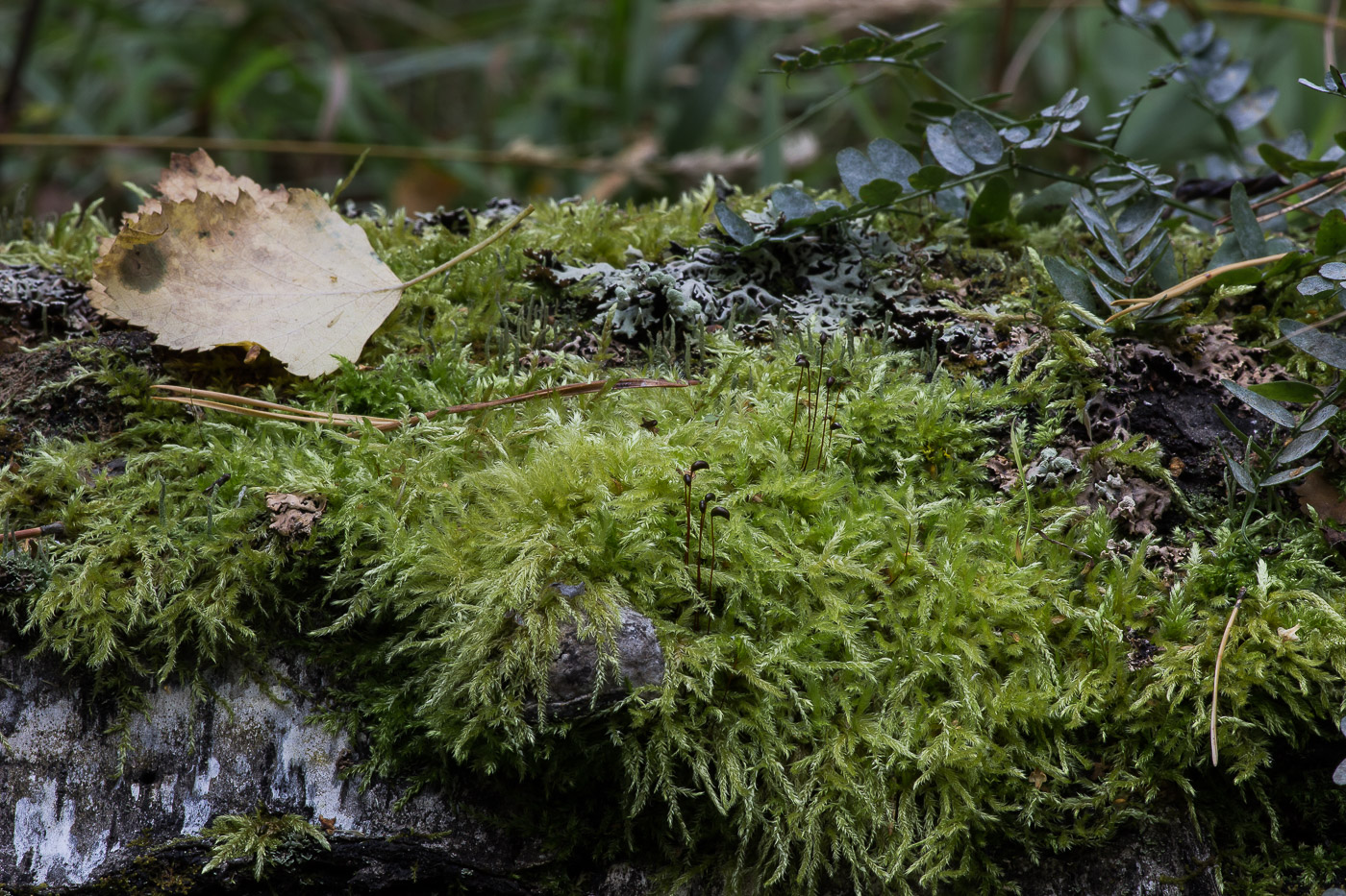 Image of familia Brachytheciaceae specimen.