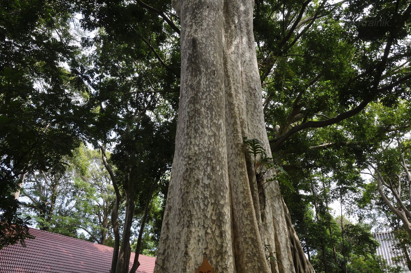 Image of Lagerstroemia calyculata specimen.