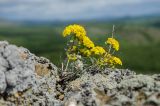 Odontarrhena obovata. Цветущее растение. Башкирия, Учалинский р-н, Тунгатаровский сельсовет, окр. дер. Яльчигулово, хр. Нурали, в трещине скалы. 26 мая 2024 г.