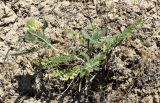 Astragalus alopecias