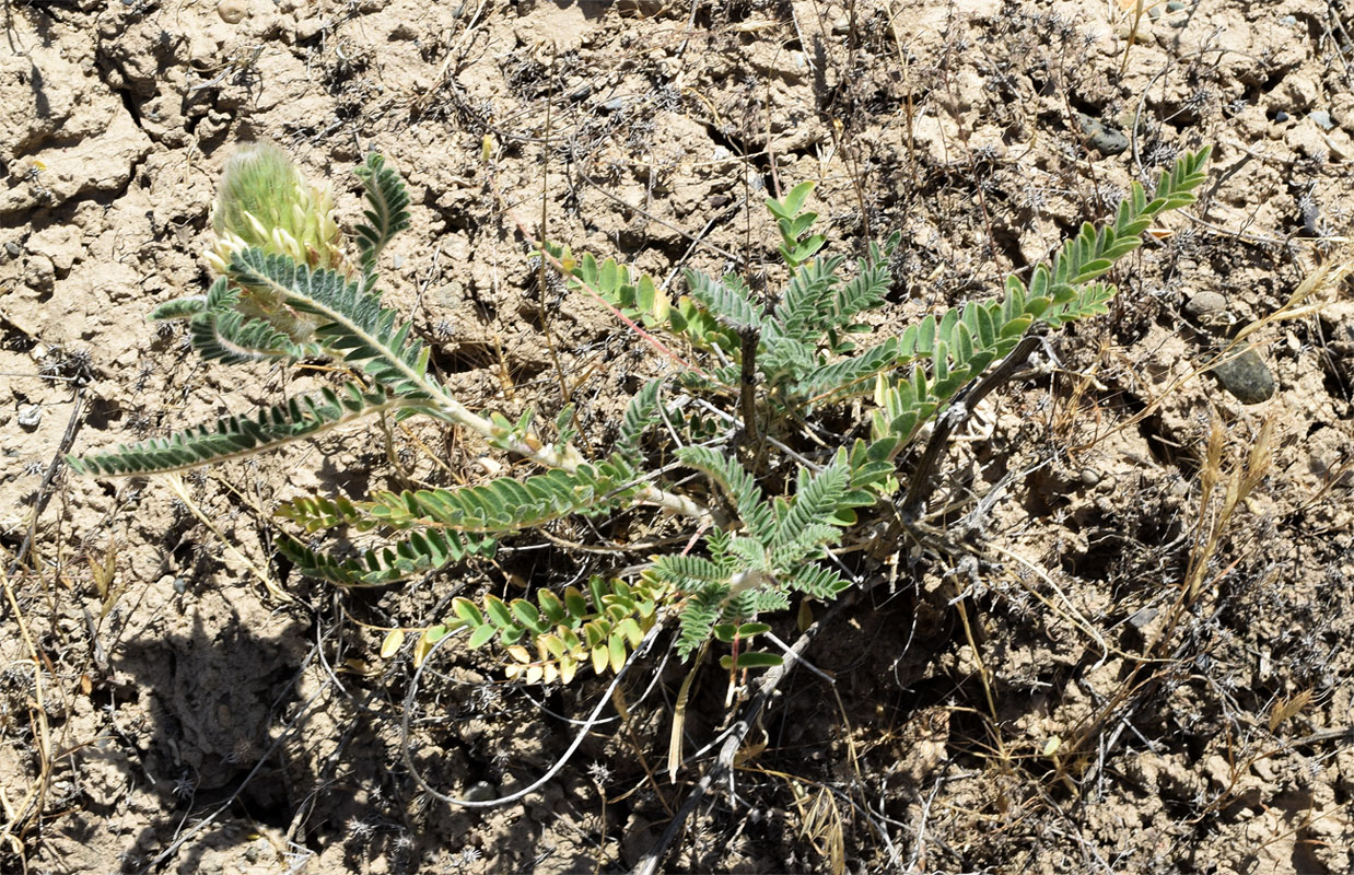 Изображение особи Astragalus alopecias.