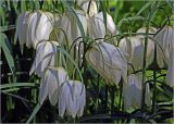 Fritillaria meleagris. Цветки ('Alba'). Московская обл., Раменский р-н, окр. дер. Хрипань, садовый участок. 14.05.2024.