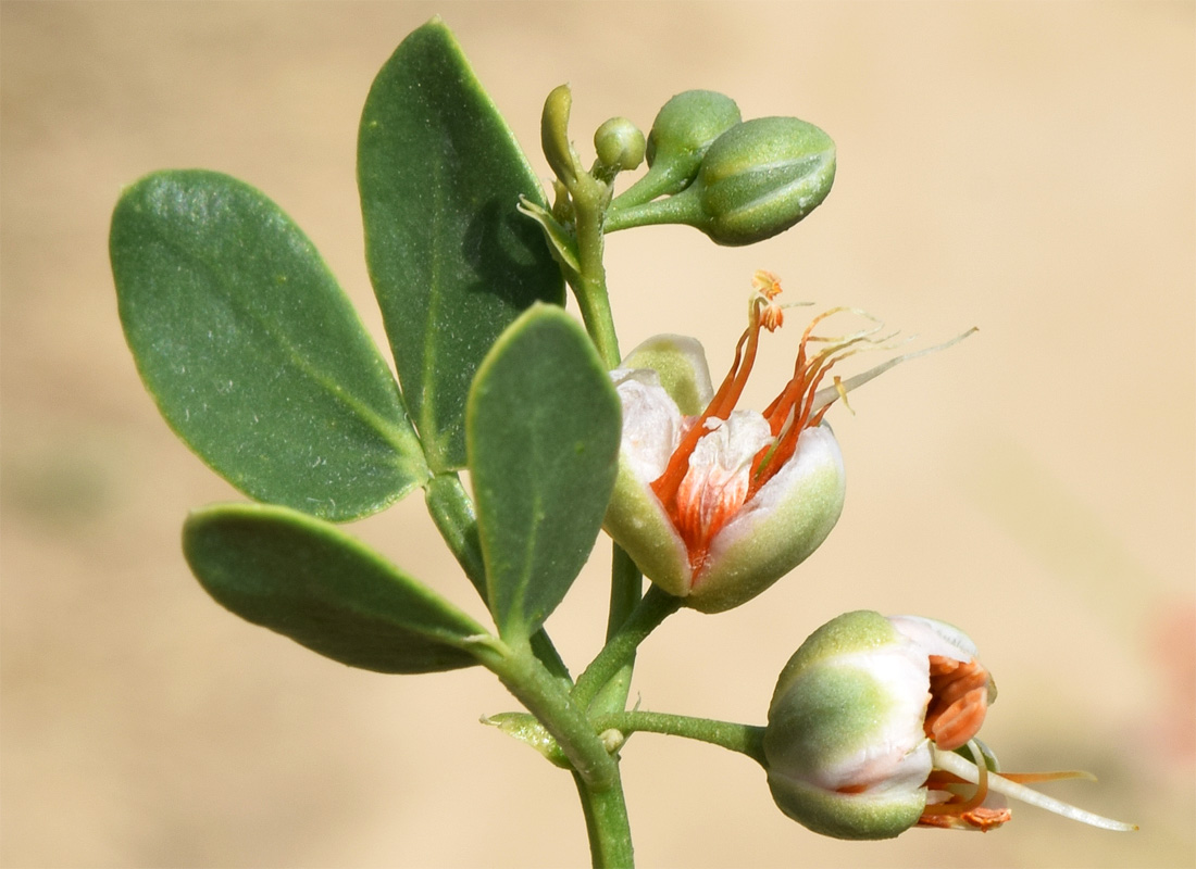 Изображение особи Zygophyllum oxianum.