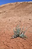 Tragopogon ruber. Отцветшее растение. Казахстан, Алматинская обл., горы Богуты, переполненные гипсом пестроцветы. 8 мая 2024 г.
