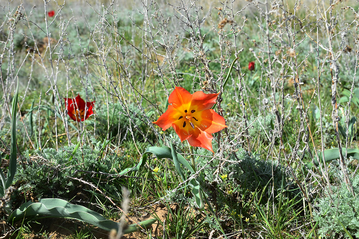 Image of Tulipa suaveolens specimen.