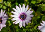 View full-size image Osteospermum fruticosum